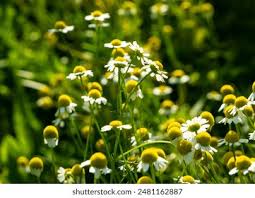 Attēlu rezultāti vaicājumam “Matricaria chamomilla flower”