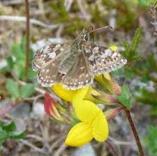 Attēlu rezultāti vaicājumam “Euphydrias aurinia underside”