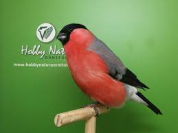 Attēlu rezultāti vaicājumam “Pyrrhula pyrrhula”