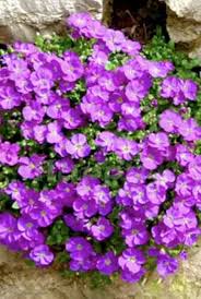 Image result for Aubrieta hybrida (cultorum)