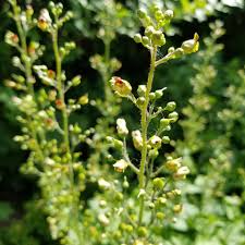 Attēlu rezultāti vaicājumam “Scrophularia nodosa flower”