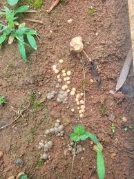 Attēlu rezultāti vaicājumam “Lycogala exiguum aggr. young”