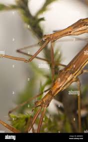 Attēlu rezultāti vaicājumam “Ranatra linearis”