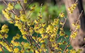 Attēlu rezultāti vaicājumam “Hamamelis mollis”