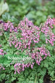 Attēlu rezultāti vaicājumam “Corydalis solida fruit”