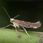 Attēlu rezultāti vaicājumam “Argyresthia semifusca”