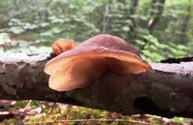 Attēlu rezultāti vaicājumam “Exidia repanda”