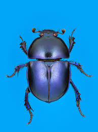 Attēlu rezultāti vaicājumam “Trypocopris vernalis”