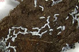 Attēlu rezultāti vaicājumam “Physarum bivalve macro”