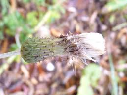 Attēlu rezultāti vaicājumam “Cirsium arvense fruit”