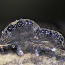 Attēlu rezultāti vaicājumam “Hypoxylon fuscum”