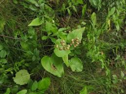 Attēlu rezultāti vaicājumam “Maianthemum bifolium bud”