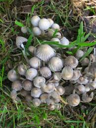 Attēlu rezultāti vaicājumam “Coprinus disseminatus”