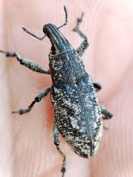 Attēlu rezultāti vaicājumam “Cleonis pigra”