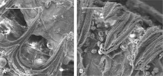 Attēlu rezultāti vaicājumam “Atrichum flavisetum sporophyte”
