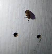 Attēlu rezultāti vaicājumam “Anobiidae”