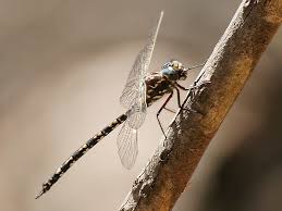 Attēlu rezultāti vaicājumam “Aeshnidae”