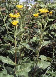 Image result for Inula helenium