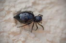 Attēlu rezultāti vaicājumam “Heliophanus sp.”