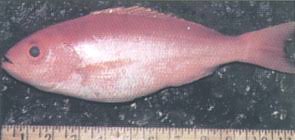 Image result for Rhomboplites aurorubens