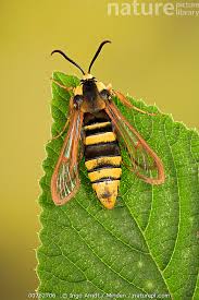 Attēlu rezultāti vaicājumam “Sesia apiformis”