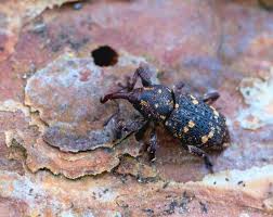 Attēlu rezultāti vaicājumam “Pissodes piniphilus”