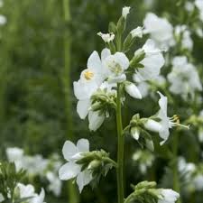 Attēlu rezultāti vaicājumam “Polemonium caeruleum leaf”