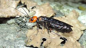 Attēlu rezultāti vaicājumam “Acantholyda erythrocephala”