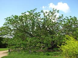 Attēlu rezultāti vaicājumam “Juglans mandshurica”