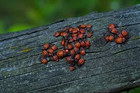Attēlu rezultāti vaicājumam “Pyrrhocoris apterus”