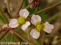 Attēlu rezultāti vaicājumam “Alisma gramineum leaf”