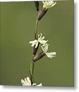 Attēlu rezultāti vaicājumam “Silene tatarica”