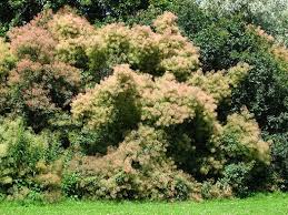 Attēlu rezultāti vaicājumam “Cotinus coggygria”
