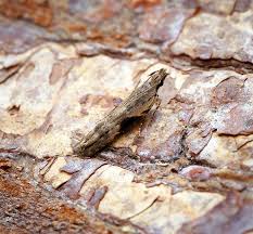 Attēlu rezultāti vaicājumam “Hypatima rhomboidella”