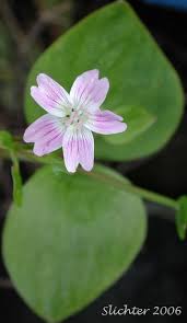 Attēlu rezultāti vaicājumam “Claytonia sibirica”