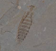 Attēlu rezultāti vaicājumam “Epirhoe tristata”