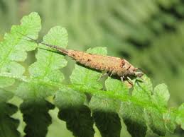 Attēlu rezultāti vaicājumam “Machilidae”
