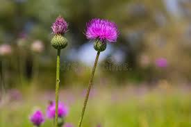 Attēlu rezultāti vaicājumam “Cirsium heterophyllum flower”