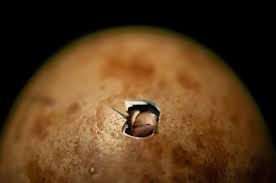 Attēlu rezultāti vaicājumam “Grus grus eggs”