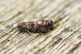 Attēlu rezultāti vaicājumam “Nyctegretis lineana”