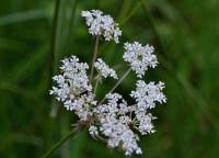 Attēlu rezultāti vaicājumam “Laserpitium pruthenicum”