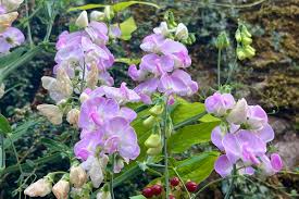 Attēlu rezultāti vaicājumam “Lathyrus latifolius flower”