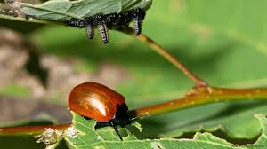 Attēlu rezultāti vaicājumam “Chrysomela populi”