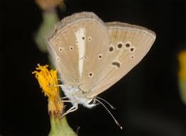 Attēlu rezultāti vaicājumam “Agrodiaetus amandus”