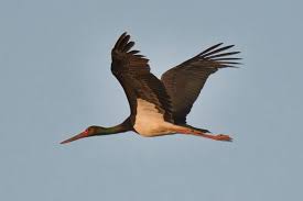 Attēlu rezultāti vaicājumam “Ciconia nigra”