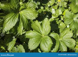 Attēlu rezultāti vaicājumam “Geranium sylvaticum leaf”