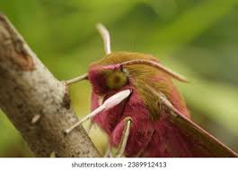 Attēlu rezultāti vaicājumam “Deilephila elpenor imago”