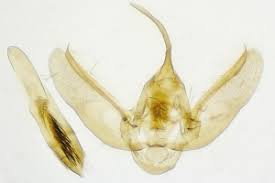 Attēlu rezultāti vaicājumam “Earophila badiata”