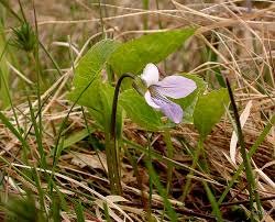 Attēlu rezultāti vaicājumam “Viola epipsila”