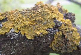 Attēlu rezultāti vaicājumam “Xanthoria parietina”